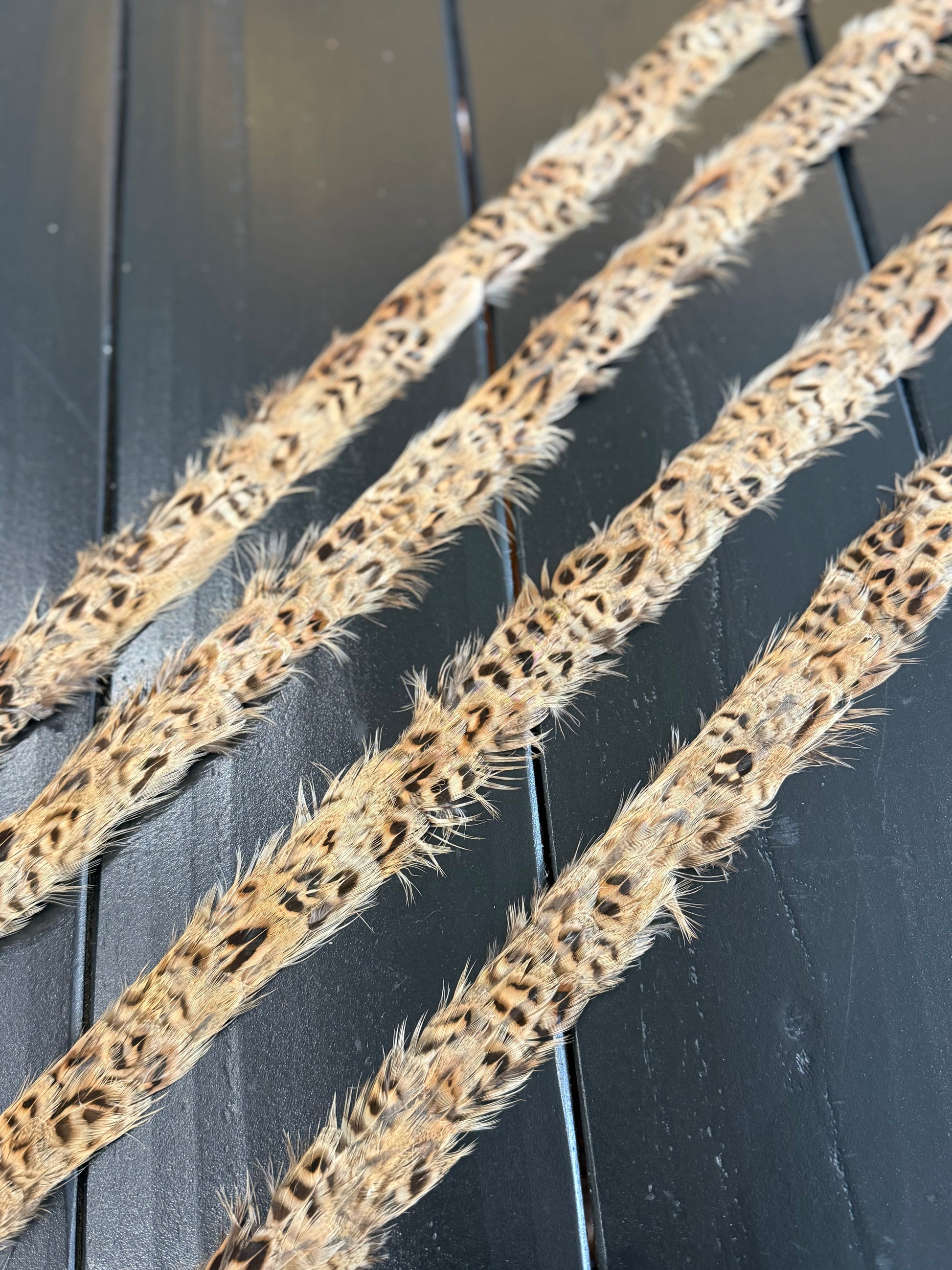 Wild Western Feather Hat band